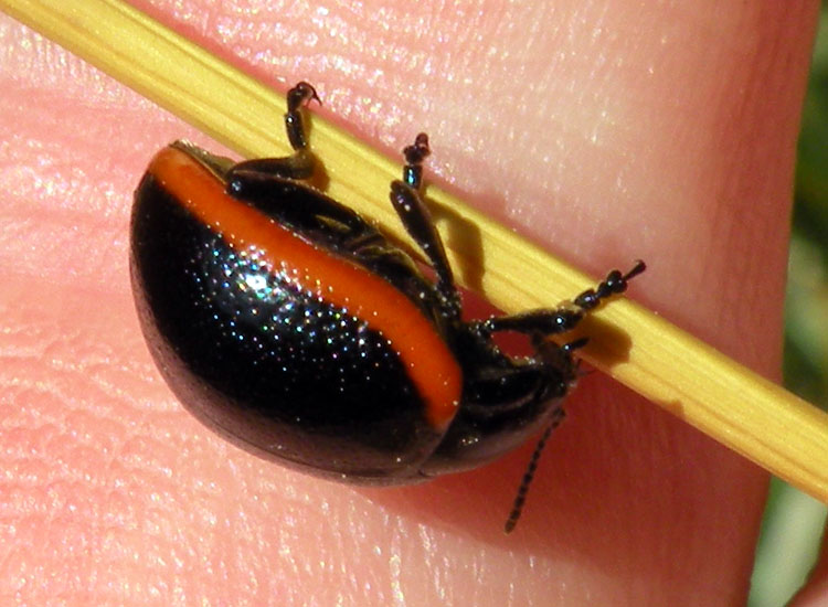 Due Chrysomelidae